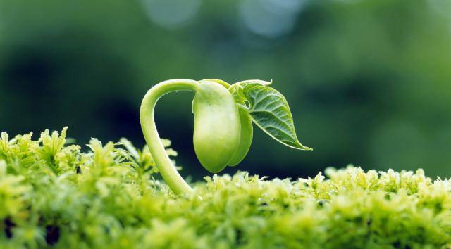 2025年植物生長調(diào)節(jié)劑的發(fā)展趨勢與應(yīng)用前景